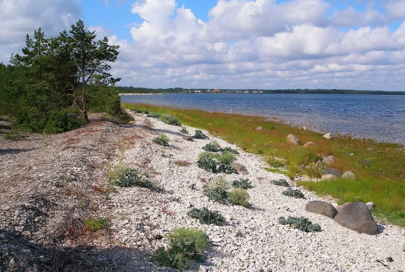 Pebble shoreline with pines and a calm Baltic Sea bay on the Estonian coast.